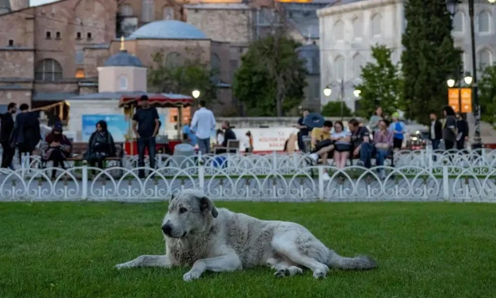 Σάλος στην Τουρκία για το νομοσχέδιο ευθανασίας για τα αδέσποτα σκυλιά του Ερντογάν